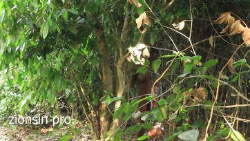 Szczęśliwy rolnik spotkał na farmie laskę spragnioną mokrej cipki Thumb